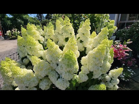 Видео: Обзор цветущих метельчатых гортензий, 5 Августа 2025.