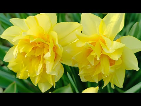 Видео: Нарциссы и... Прогулка по саду. Часть 2.