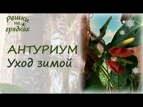 Видео: Антуриум Уход зимой в домашних условиях