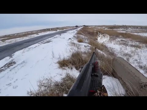 Видео: ОХОТА НА ЗАЙЦА! МНЕ ВЕЗЛО НА КАЖДОМ ШАГУ