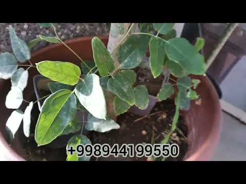 Видео: КИВИ КЎЧАТЛАРИ ОПТОМ НАРХДА. Фарғонани Водилида