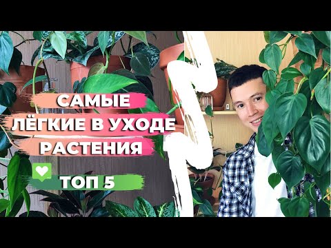 Видео: ТОП 5 Неприхотливых Комнатных Растений » Реальные Примеры