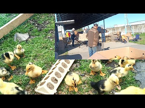 Видео: Едем на рынок продать #цыплят 🐥/ Появились #утята /кто остался?
