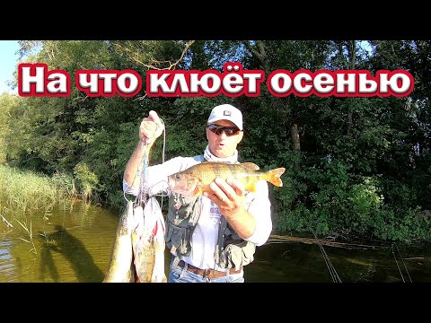 Видео: Окунь размером со Щуку! На что клюёт осенью !!!  Рыбалка на спиннинг.