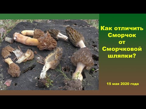 Видео: Как отличить Сморчок от Сморчковой шапочки?