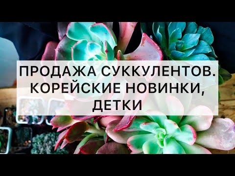 Видео: Продажа суккулентов. Корейские новинки, детки, распродажа