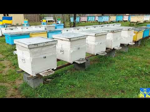 Видео: Коли і як підготовляти бджіл до зими (16.08.22) 💙💛