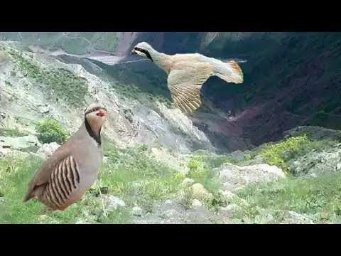 Видео: КАБГУША ДАР Н ТАВИЛДАРА ШИКОРИ КАБК 👍👍👍