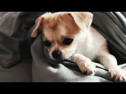 Видео: ЛИЗИ ВЕРНУЛАСЬ🐶ЧТО ЕСТ НАША ЧИХУАХУА?