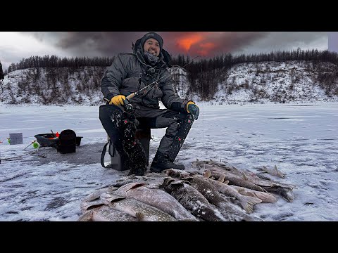 Видео: ЛЕНА! Я УХУ.ЕЛ сколько рыбы в этой ЛУНКЕ?!! Первый лед Якутия.