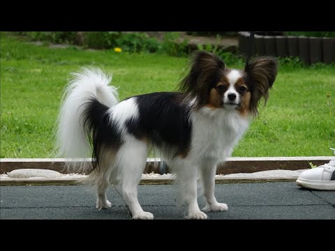 Видео: ДТ - 353. Умные и послушные маленькие собаки: шпицы и папильон
