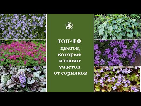 Видео: ❀ ТОП-10 цветов, которые избавят участок от сорняков