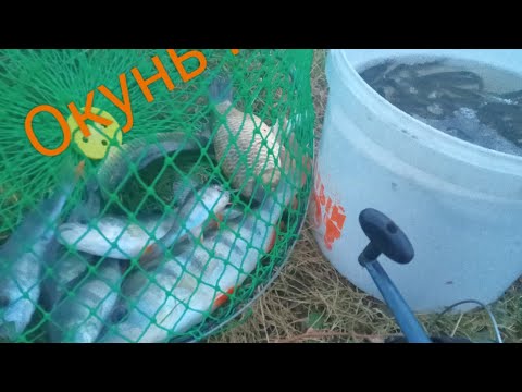 Видео: Ловим окуня на живца, сентябрь))).