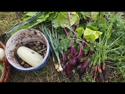 Видео: Дощові дні, асорті на зиму, лавандові букети