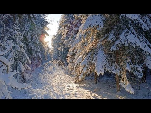 Видео: Загонная ОХОТА. СНЕГОВИКИ. 4-5 января 2025г