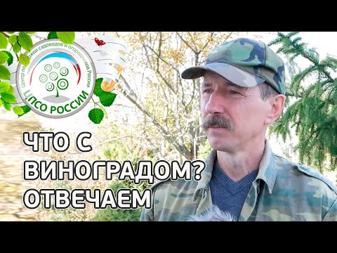 Видео: #1 ЧТО С ВИНОГРАДОМ??? Как определить вызрела ли лоза винограда.