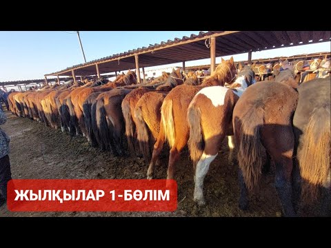Видео: ЖЫЛҚЫЛАР 1-БӨЛІМ 20.11.24Ж.ШЫМКЕНТ