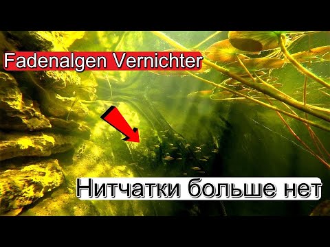 Видео: Как я избавился от нитчатки. Fadenalgen Vernichter - Algen im Gartenteich entfernen.