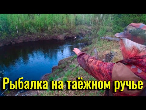 Видео: Рыбалка на таёжном ручье. Хариус вялый, но начинает брать. Ловля хариуса на поплавок.