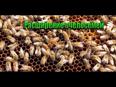 Видео: Расширение слабой семьи вторым корпусом.