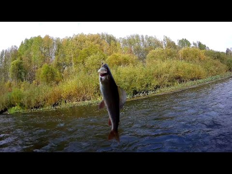 Видео: ХАРИУС ОСЕНЬЮ