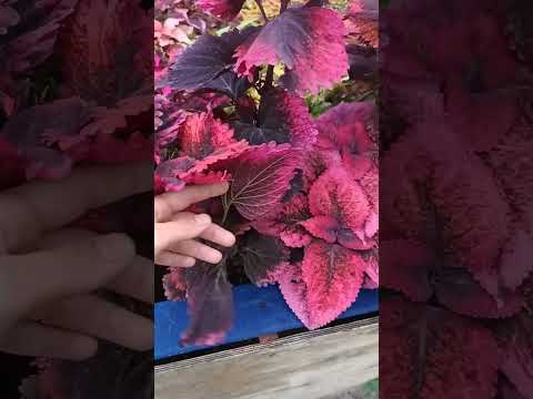 Видео: Выжили зимой и подросли за лето 🌞