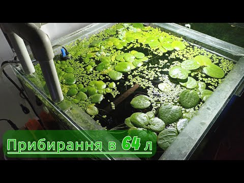 Видео: Прибирання в 64 літрах 4К #aquarium #aquarium4k #4k #fishtank