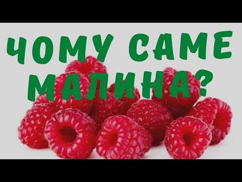 Видео: Чому садимо тільки малину? Заробіток на малині. Малина як бізнес.