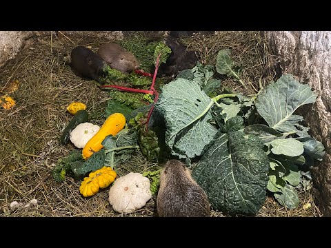 Видео: Чим  годуємо нутрій  влітку …