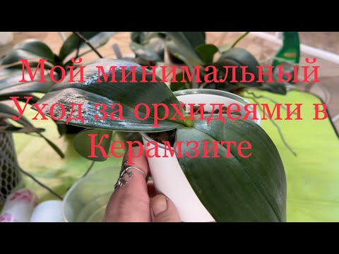 Видео: Минимальный уход за орхидеями в Керамзите ЗС