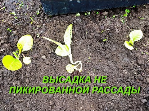 Видео: ВЫСАДКА НЕ ПИКИРОВАННОЙ РАССАДЫ