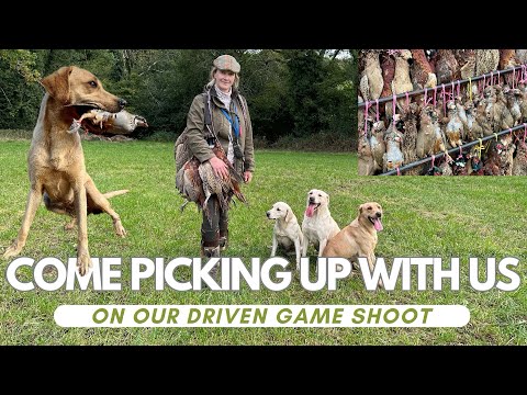 Видео: Охота на фазанов: 4 водителя, 3 собаки и взгляд за кулисы на то, как все это работает