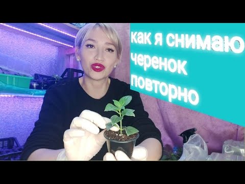 Видео: Перечеренковывание укоренённых саженцев гортензии 🌿#черенкование #гортензия #flower #gardening