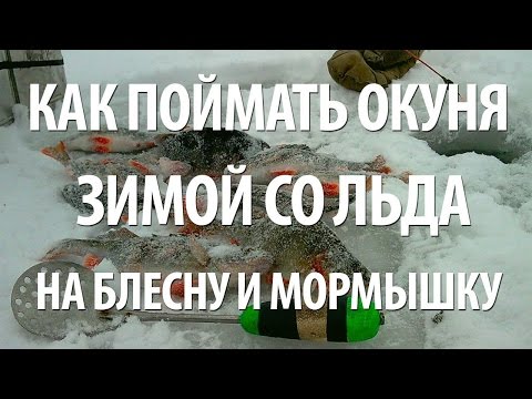 Видео: КАК ЛОВИТЬ ОКУНЯ ЗИМОЙ. ЗИМНЯЯ РЫБАЛКА на ОКУНЯ на БЛЕСНУ и МОРМЫШКУ с НОРМУНДОМ ГРАБОВСКИСОМ