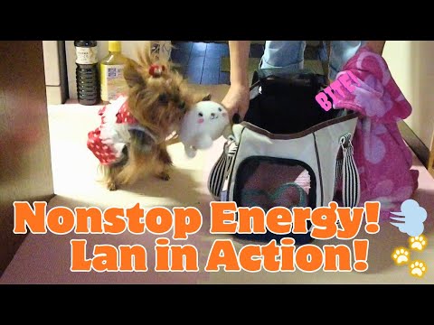 Видео: Забавная и милая йоркширская овчарка Лан готовится к прогулке 🐾 4 очаровательных момента с ее люб...