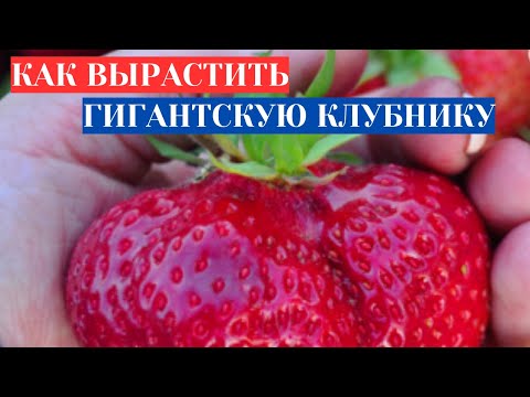 Видео: НЕВЕРОЯТНАЯ КЛУБНИКА ЦУНАКИ - ЯГОДЫ С АРБУЗ. КАК ВЫРАСТИТЬ ГИГАНТСКУЮ КЛУБНИКУ ИЗ СЕМЯН