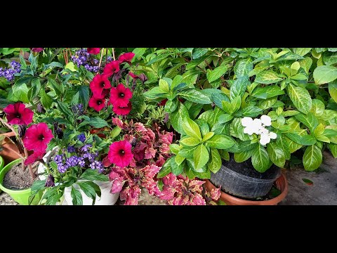 Видео: Обрезка и черенкование гортензии Сбежавшая Невеста.