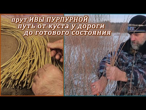 Видео: Прутья для плетения корзин "Ивы пурпурной" Путь от куста у дороги, до вплетения в изделие