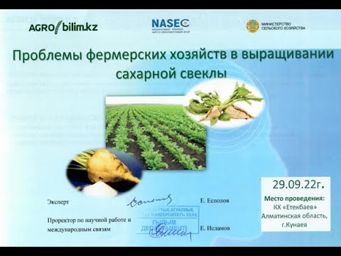 Видео: Проблемы фермерских хозяйств в выращивании сахарной свеклы