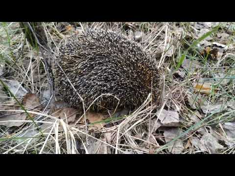 Видео: Сердитый ёжик