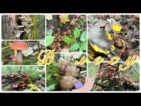 Видео: В лесу за грибами 🍄‍🟫