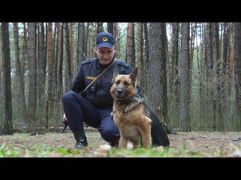 Видео: Спецрепортаж. Как живет и работает в Департаменте охраны служебная собака Альба. Выпуск от 21.04.22