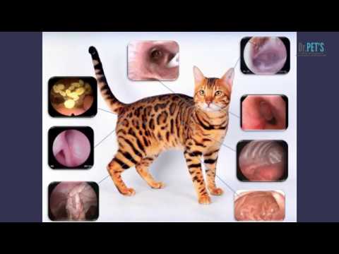 Видео: Эндоскопия. Что? Зачем?