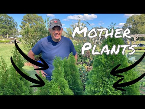 Видео: Размножение растений - размножение нашими материнскими растениями!