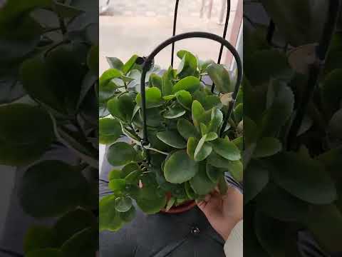 Видео: №102. КАЛАНХОЯ (КОШИК ГУЛИ) ХАКИДА...