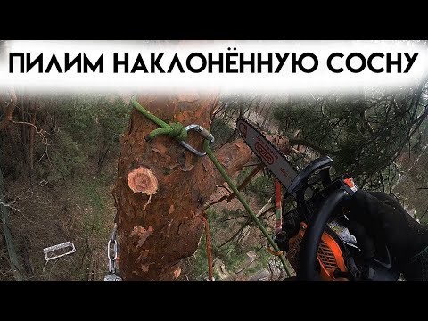 Видео: Убираем наклонённую сосну над забором