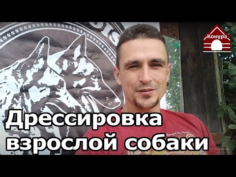 Видео: 206. Воспитание собаки старше года. Дрессировка взрослой собаки. Предисловие