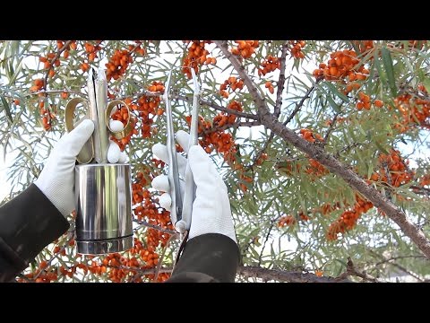 Видео: Sea Buckthorn, Облепиха, Sanddorn, Berry Harvesting Tools