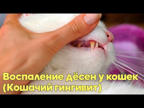Видео: Воспаление Десен У Кошек (КОШАЧИЙ ГИНГИВИТ) - Симптомы, Лечение, Профилактика. Советы Ветеринара.