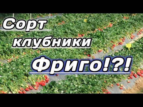 Видео: Сорт клубники "Фриго"? Как правильно посадить саженцы клубники Фриго. Belklubnika.by